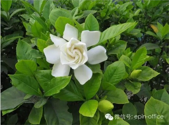 沐鸣22015年第二届文化节
