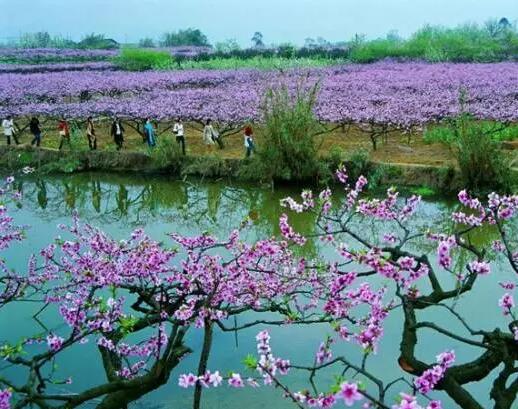 清明节南京踏青赏花好去处——沐鸣2推荐
