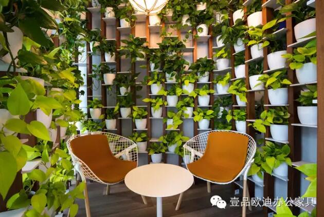 为什么办公室里一定要养植物？-沐鸣2